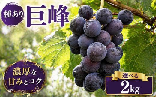 【 先行予約 】 ぶどう 巨峰 種あり 2kg 《 2026年 8月 上旬 ～ 順次発送 》フルーツ ぶどう 葡萄 期間限定 旬 産地直送 農家直送 産直 贈答 家庭用 ギフト 中内農園 ぶどう 直売所 徳島県 阿波市