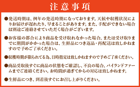 2026年 先行予約【手でちぎって食べる楽しさ】沖縄　西表島　熟鮮スナックパイン6kg（5～9玉）