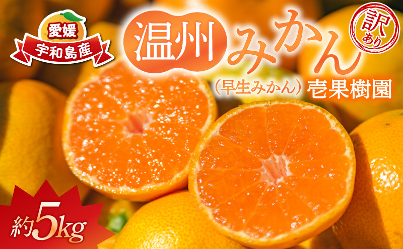 
                  訳あり 早生 温州 みかん 5kg 壱果樹園 わけあり mikan 早生温州 温州みかん 早生みかん 果物 くだもの 愛媛みかん 愛媛ミカン 愛媛蜜柑 愛媛県産 訳アリ 訳あり品 訳有り フルーツ 柑橘 蜜柑 産地直送 数量限定 国産 愛媛 宇和島 B010-141003
                
