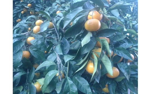 【周防大島産】温州みかん（南柑４号） 5kg