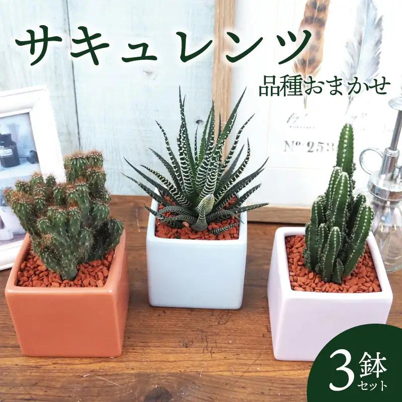 京都 多肉植物 サキュレンツ 3個 セット 植物 インテリア 観葉植物