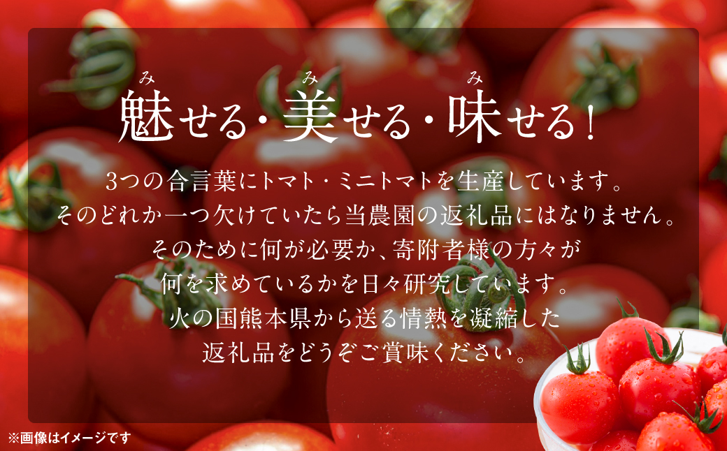 【先行予約】魅せる・美せる・味せる！「３み」一体ミニトマト！ 八代市産 トマト ミニトマト 約3kg 野菜 とまと 熊本県 八代市 【2025年10月下旬より順次発送】