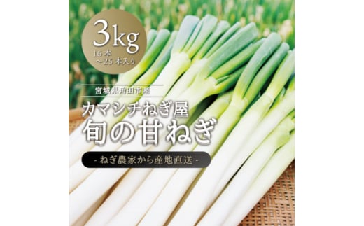 カマシチねぎ屋 旬の甘ねぎ 3kg【1381451】