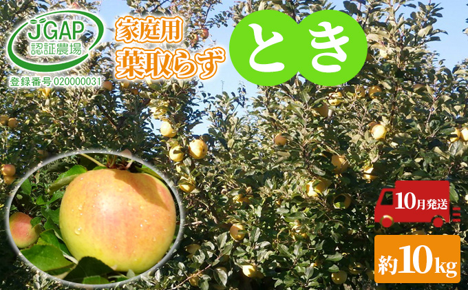10月発送 家庭用 葉取らず とき 約10kg【訳あり】【鶴翔りんごGAP部会 青森県産 津軽産 リンゴ 林檎】 果物類 希少 完熟 JGAP認証 安心 丸かじり 甘い 高糖度 