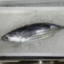 【ふるさと納税】戻り鰹 土佐佐賀港水揚げ ご家庭用2kg 1尾 ［1436］