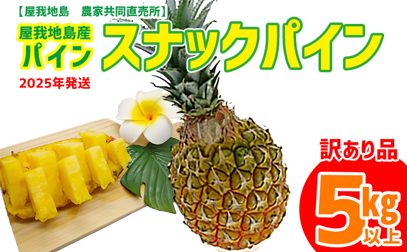 
《訳あり品》2025年【屋我地島　農家共同直売所】屋我地島産スナックパイン5kg以上 パイン 先行予約 沖縄 国産 パインアップル ボゴール わけあり ぱいん 名護 訳あり ご当地 送料無料 ふるさと納税 お取り寄せ 生産者応援 5キロ 県産 くだもの デザート フルーツ
