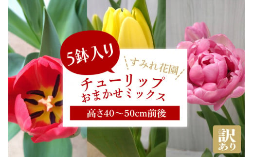 【2025年2月より発送】【訳あり】チューリップ　5鉢入り　おまかせミックス(EH-22)