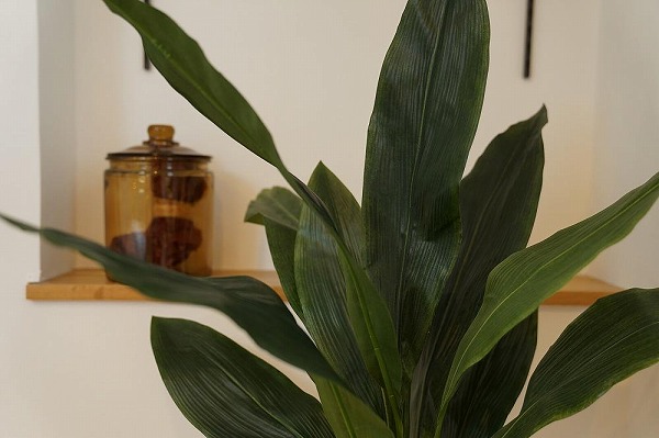 人工観葉植物　ハラン　白陶器鉢付
