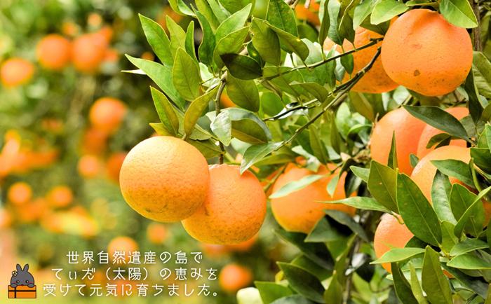 《徳之島町オリジナル！》アマミノクロウサギ共生たんかんジャム 2個（160g×2瓶）　( ジャム アマミノクロウサギ ウサギ うさぎ 共生 自然保護 共に暮らす パン たんかん パッションフルーツ フ