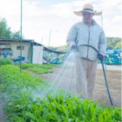 ふるさと納税 河南町 【6〜7種類】河南町新鮮アジア野菜「お手軽セット」 |  | 03