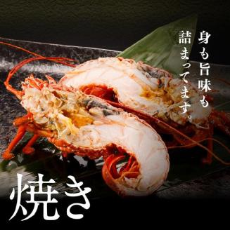 【訳あり】冷凍伊勢海老1kg（2～7尾）【 魚介類 えび 伊勢えび イセエビ】[C01706]
