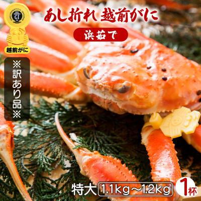 ふるさと納税 越前町 【訳あり】足折れ 越前がに 特大サイズ × 1杯(1.1〜1.2kg)【2025年3月発送分】