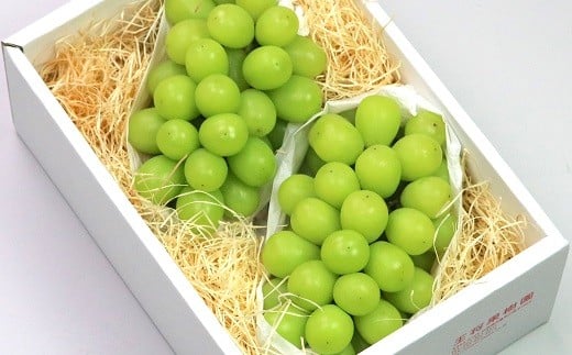 08-03-022　ぶどう(特選シャインマスカット)約1.5kg