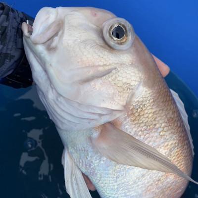ふるさと納税 湖西市 【遠州灘産】白甘鯛の一夜干し　約150g×10枚 |  | 03