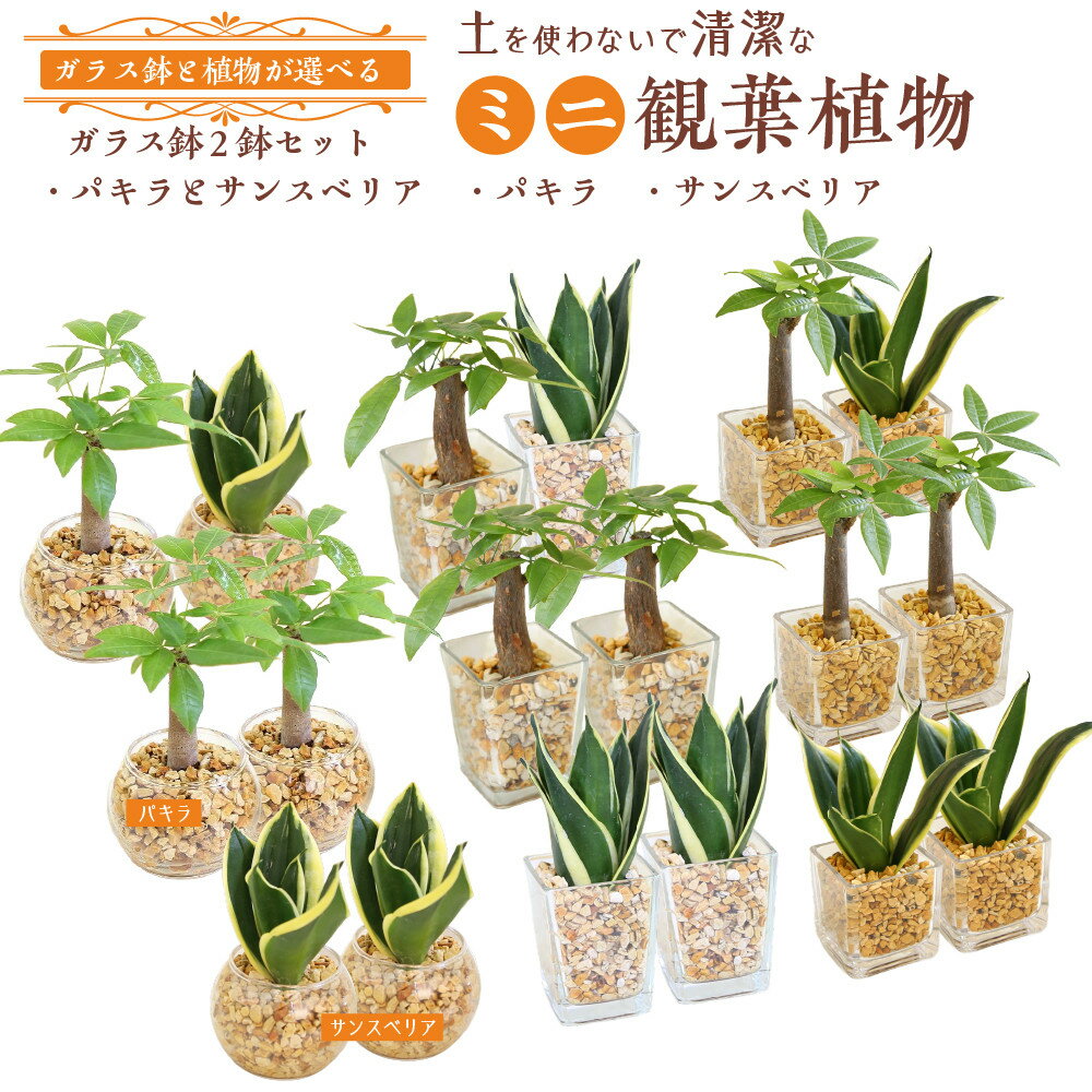【ふるさと納税】＜ガラス鉢と植物が選べる＞土を使わないで清潔なミニ観葉植物 ゼオライト植え・ガラス鉢（丸形・スクエア・キューブ型） 2鉢セット（パキラ・サンスベリア） | リラックス 自然 癒し プレゼント ギフト