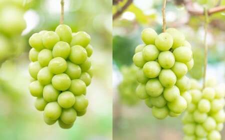 【2回定期便】 プレミアム大粒 ・ 大房 シャインマスカット 2房 （1.2kg以上） 【2026年8月上旬から順次発送予定】 ／ くだもの 果物 果実 フルーツ ぶどう ブドウ 葡萄 マスカット 冷