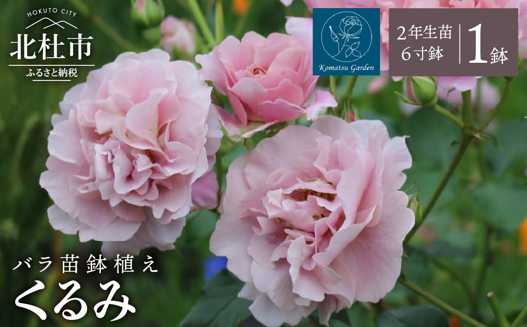 
                  【2027年2月以降発送】バラ苗鉢植え「くるみ」　バラ 苗 鉢植え 四季咲き  6寸鉢 2年生苗  ガーデニング 母の日 父の日
                