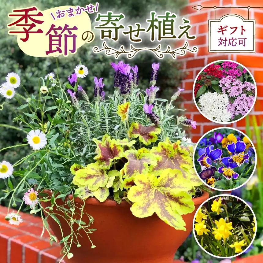 季節 の 寄せ植え ( 内容 おまかせ ) | 花  ガーデニング 英国流 フラワーポット