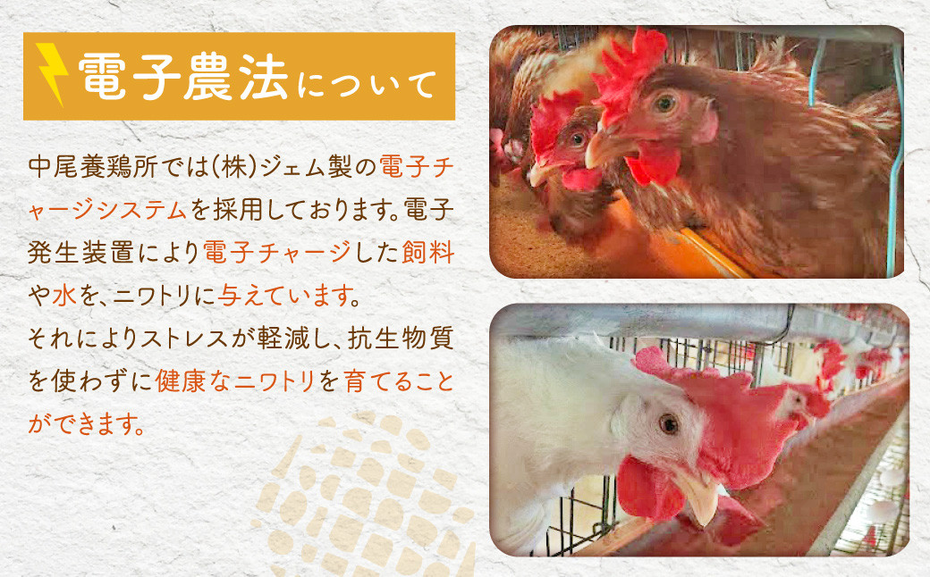 【3ヶ月定期便】電子たまご(白玉) 合計180個(60個×3回)
