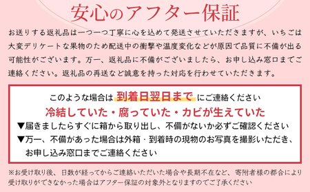 【先行予約】数量限定！あまい果汁溢れる！最高級品質”さがほのか” いちご いちご いちご いちご いちご いちご いちご いちご いちご いちご いちご いちご いちご いちご いちご いちご いちご