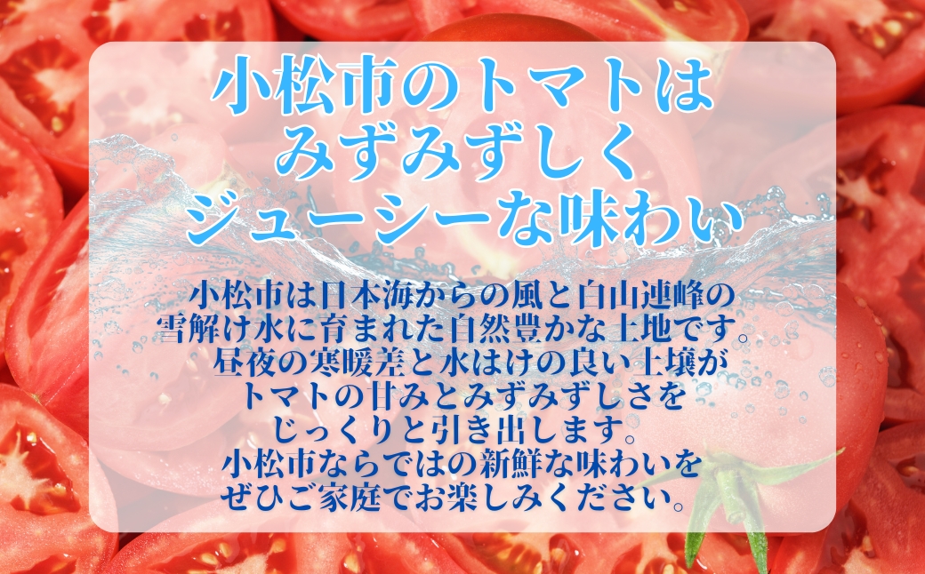 春トマト 約4kg（20玉～24玉） 小松産 野菜 春とまと | 石川県 小松市【JAあぐり】