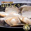 【ふるさと納税】はまぐり 千葉 九十九里産 活はまぐり 1.3kg 貝 海鮮 海産物 海の幸 魚介 魚介類 水産 水産物 はまぐり鍋 バーベキュー BBQ お吸い物 国産 ハマグリ 蛤 産地直送 冷蔵 冷蔵配送 千葉県 九十九里 九十九里町