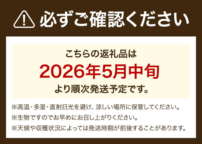 スイートコーンセット 8-10本【養生市場】 コーン とうもろこし 品種おまかせ ランダム 野菜 九州産 熊本県産 送料無料《5月上旬-6月末頃出荷》---003-1576---