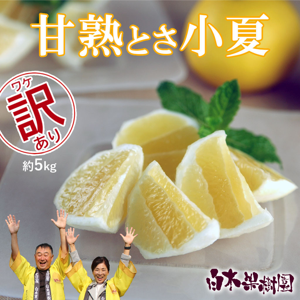 
                  【先行予約】甘熟とさ小夏 約5kg 2S~2L こなつ コナツ 果物 フルーツ 柑橘 かんきつ 宿毛小夏 すくも小夏 日向夏 ニューサマーオレンジ 爽やか 甘酸っぱい 果汁 訳あり わけあり おいしい 
                