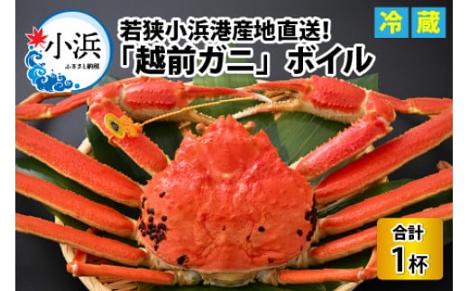 【先行予約/11月7日より順次発送】 「若狭小浜港産地直送」 越前がに (ズワイガニ) ボイル 1杯 / 蟹 かに カニ 小浜市 / 加福鮮魚【配送不可地域：北海道・沖縄・離島】  [BFBC004]