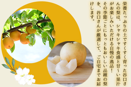 梨 谷口農園 約5kg 約6-16玉前後【日付指定・品種指定不可】| 梨