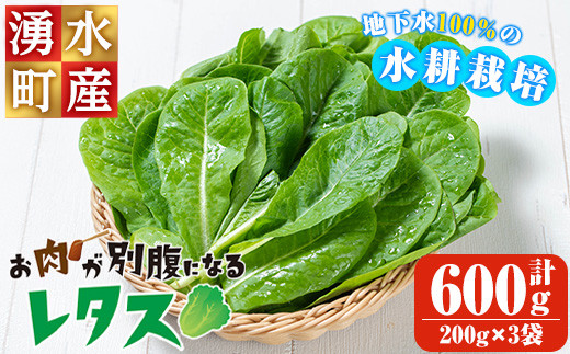 y470 《先行予約受付中！2026年9月以降順次発送》お肉が別腹になるレタス 計600g (200g×3袋) 国産 九州産 鹿児島県産 湧水町産 野菜 やさい レタス ロメインレタス 焼肉 焼き肉 バーベキュー BBQ 冷しゃぶ サラダ 水耕栽培【霧島製萌】