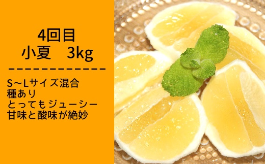 柑橘フルーツ４回定期便（ぽんかん３kg・麗紅３kg・文旦５kg・小夏３kg）みかん４種 果物 果実 柑橘 フルーツ デザート おやつ 美味しい 先行予約 国産 ギフト プレゼント 贈答【J00018】