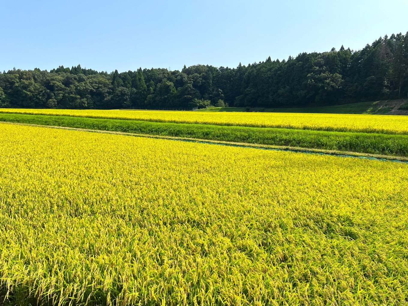 【令和7年度先行予約】こしひかり（玄米）10kg 鈴鹿山麓の銘水が育てた米、米どころ三重県産小山田地区「こしひかり（玄米）」10kg 小山田米 10kg こしひかり（玄米）