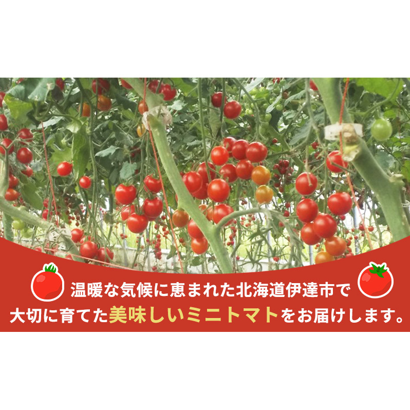 北海道伊達産 ミニトマト まゆか 3kg とまと 甘い 野菜 やさい 人気 新鮮 産地直送 農家直送 先行受付_イメージ3