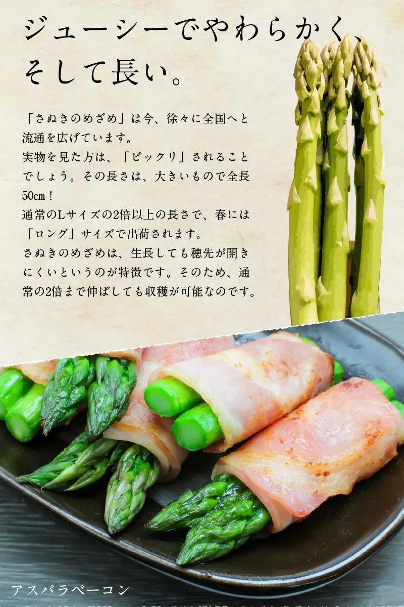 さぬきのめざめセミロング30cm(Mサイズ) 約1.1kg【2027-3月上旬～2027-3月下旬配送】
