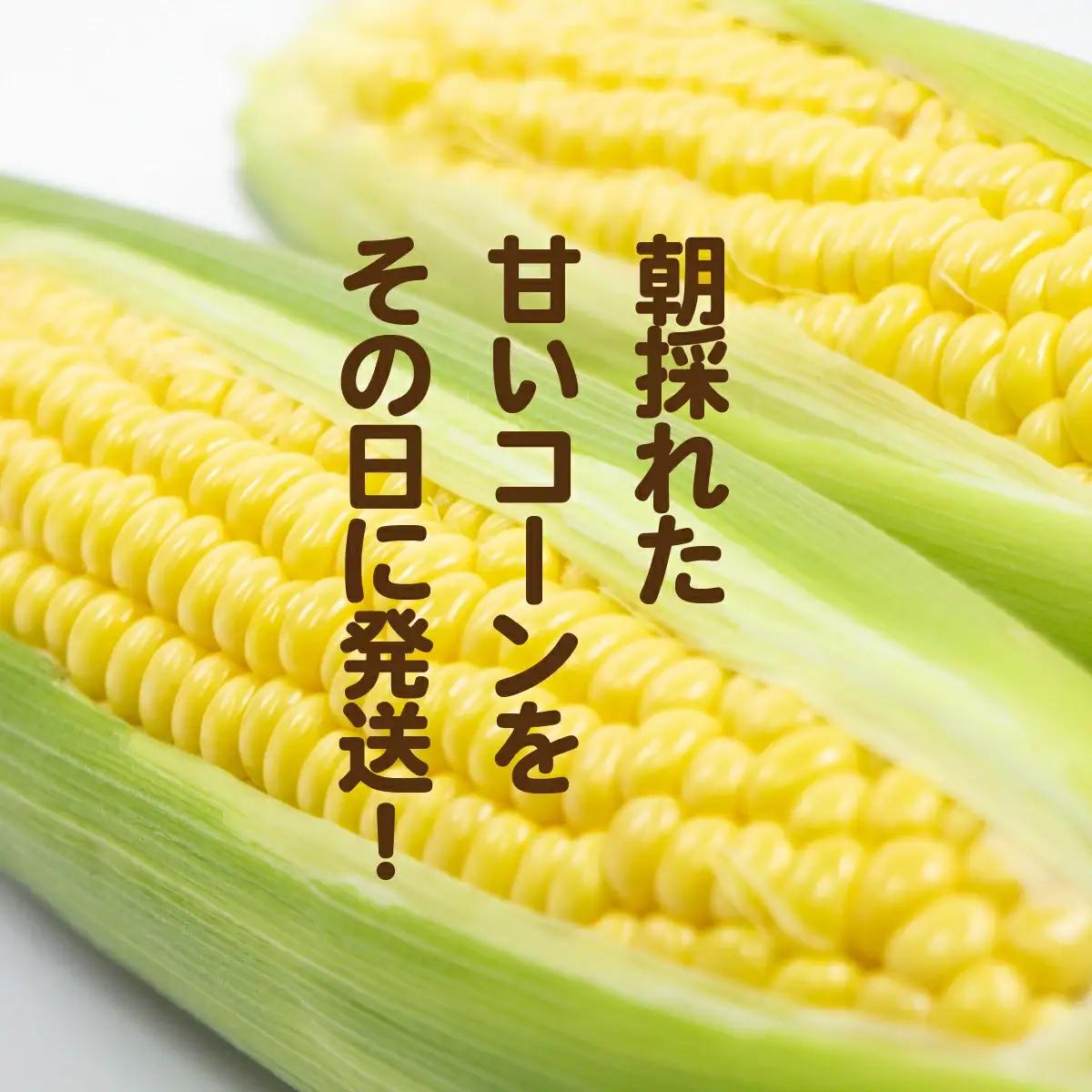 とうもろこし おおもの 約6kg 茨城県産 トウモロコシ