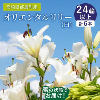 ふるさと納税 都農町 【2週間以内発送】「オリエンタルリリー ユリ」(白) 計6本 切花 百合 国産_T045-0011