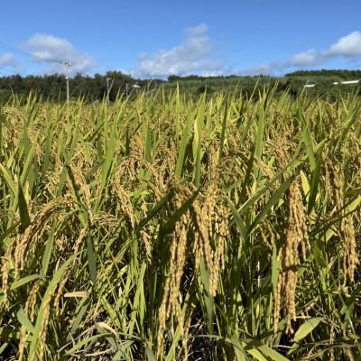 ふるさと納税 伊是名村 尚円みそ 800g×2個 |  | 03