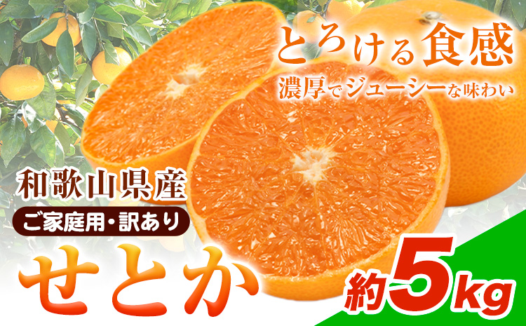 【先行予約】【家庭用 訳あり】とろける食感!ジューシー柑橘 せとか 約 5kg 魚鶴商店 《2026年2月上旬-3月中旬頃出荷》 和歌山県 日高町 みかん 柑橘 果物 フルーツ 送料無料(F)