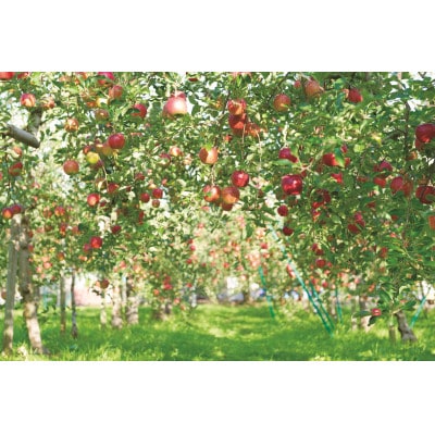 青森県産りんごジュース詰合せ　TM-P2A【1659028】