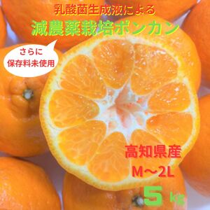 【令和8年　1月下旬より発送】<訳あり> ぽんかん   5kg 高糖度 みかん 柑橘 高知 土佐清水 甘い ジューシー 完熟 フルーツ 果物 ビタミンC 旬 M～2Lサイズ 減農薬 産直 季節限定 家庭用 自宅用【R01343】