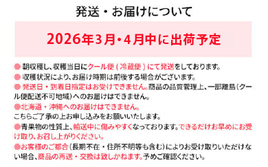 【訳あり】 期間限定 いちご あまおう 苺 イチゴ 1.3kg 【訳あり品】あまおう（小玉）、4パック（330g/パック）【2026年3月〜4月順次配送】 フルーツ 果物 くだもの 訳あり 小玉 ※北