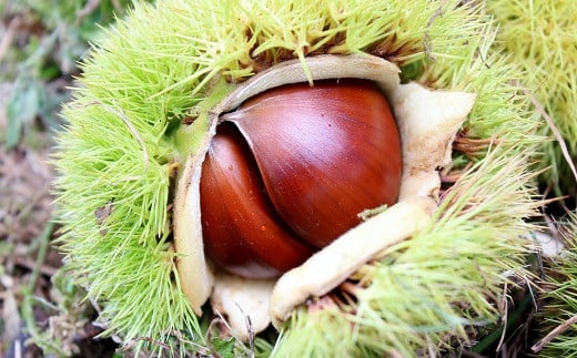 京丹波町の「室田農園」が丹精込めて育てた丹波くりは、地元の道の駅で大人気です。
