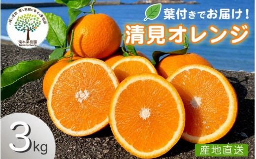 【期間限定・2026/5/6まで】葉付き清見オレンジ 3kg L～3L（サイズ混合）※2026年4月上中旬から順次発送予定※ 【 瀧本果樹園 ふるさと納税 人気 おすすめ ランキング 柑橘 みかん ミカン オレンジ 清見 清見オレンジ フルーツ 果物 くだもの 旬 和歌山県産 和歌山みかん 和歌山県 田辺市 送料無料 】 【tmk001】