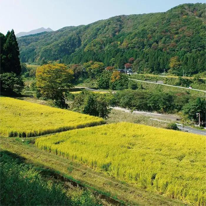 米 ミルキークイーン 令和7年産 鳥取県産 5kg 米