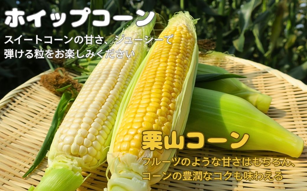 大地の恵み「とうもろこし2色セット」北海道産　7本