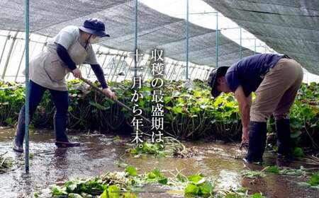 根わさび 真妻 200g (3～4 本)  【葵食品】 生産者直送 生 新鮮 岩手県 遠野市 特産 /刺身 お肉 ステーキ 薬味 わさび丼
