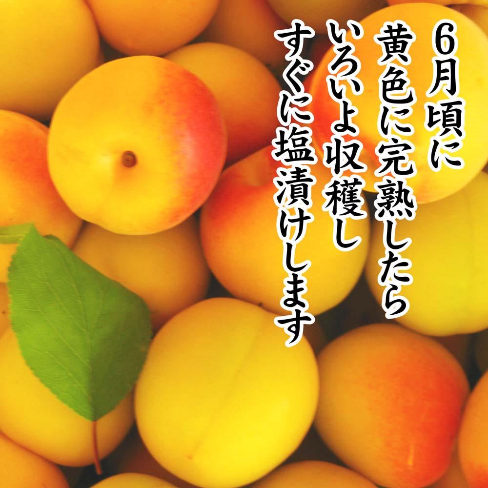 紀州産南高梅 つぶれ梅 はちみつ味 減塩1.5% 350g  3個入りA-079a