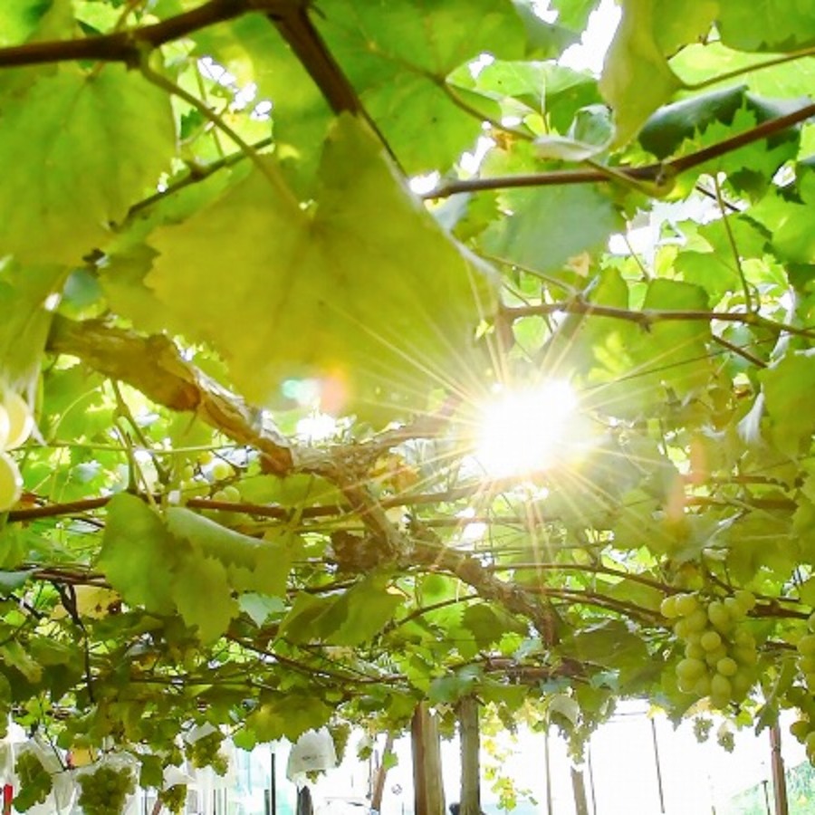 ＜ジオンジファーム＞桐箱入りぶどう2房（シャインマスカット＆紅環）計1.6kg以上