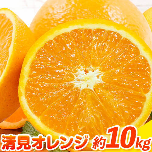 【ふるさと納税】清見オレンジ 10kg ときわオンライン【先行予約】《2027年1月中旬-4月上旬頃出荷》 和歌山県 紀の川市 フルーツ 果物 清見 オレンジ 柑橘 送料無料 きよみ おれんじ 柑橘 かんきつ 果物 フルーツ
